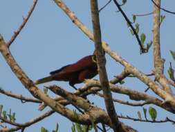 Image of Casqued Oropendola