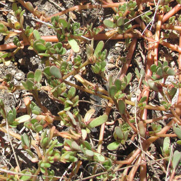 Image of common purslane