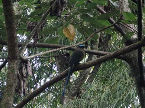 Image of Andean Motmot