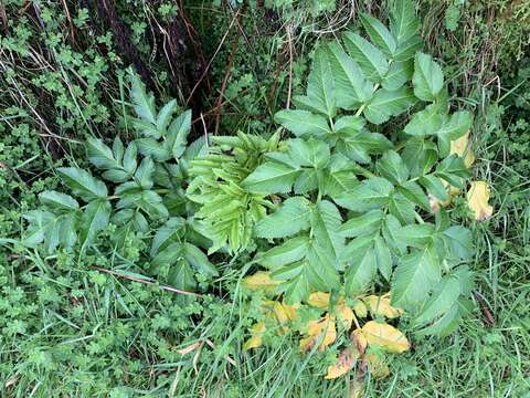 Image of Azorean Angelica