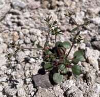 Image of Howell's buckwheat