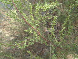 Image of field sagewort