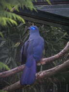 Image of Blue Coua