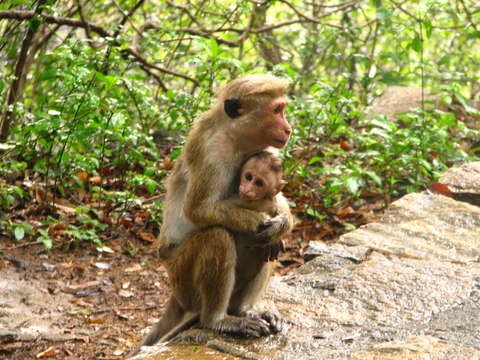 Image of Toque macaque