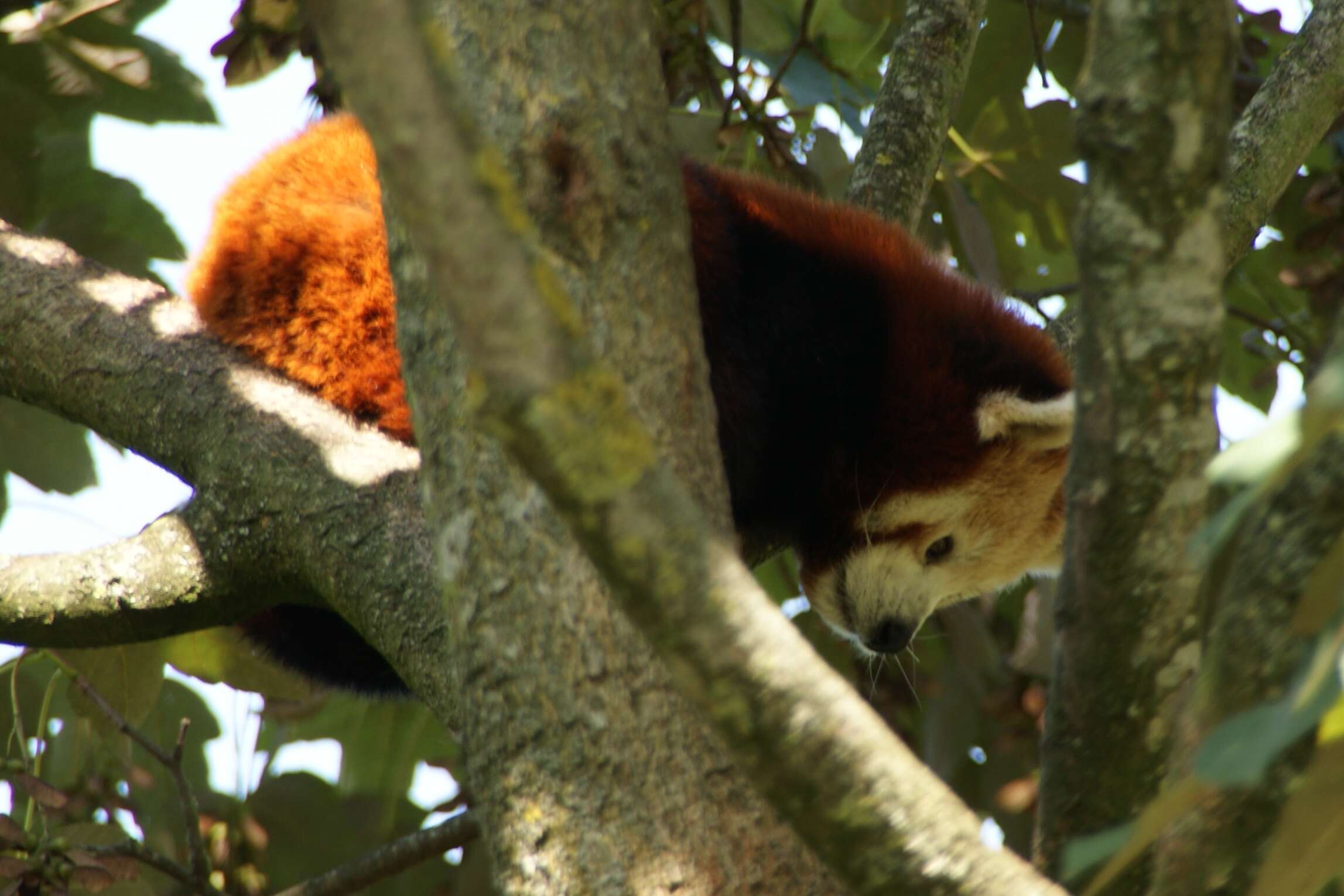 Image of red pandas