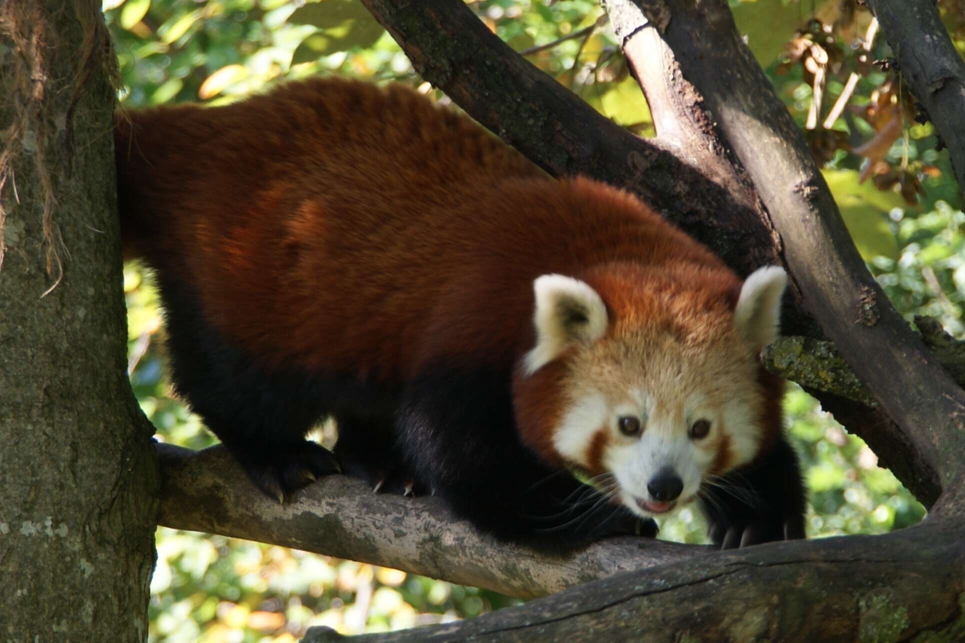 Image of red pandas