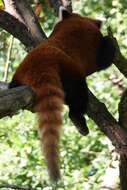 Image of red pandas