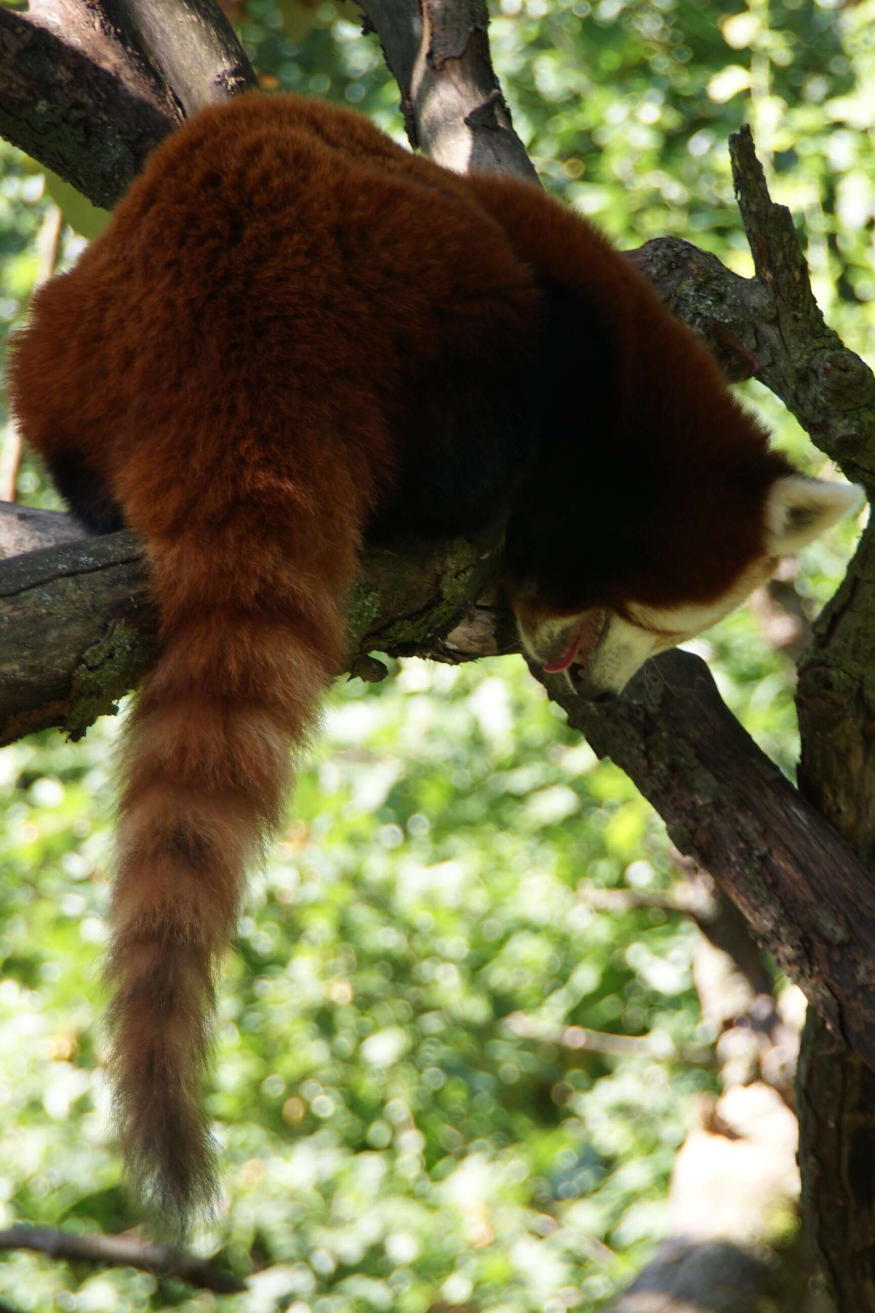 Image of red pandas