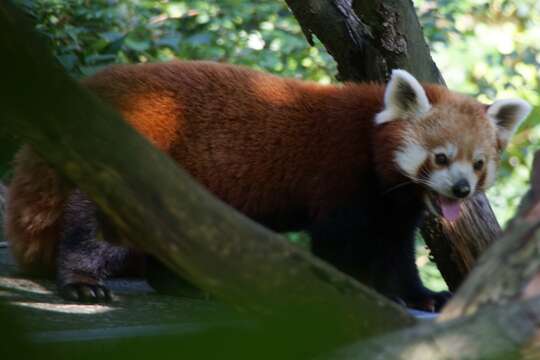 Image of Red panda