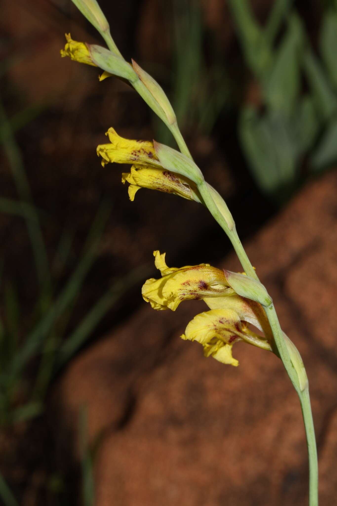 Gladiolus pardalinus Goldblatt & J. C. Manning resmi