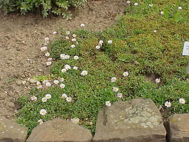 Image of largeflower fleabane