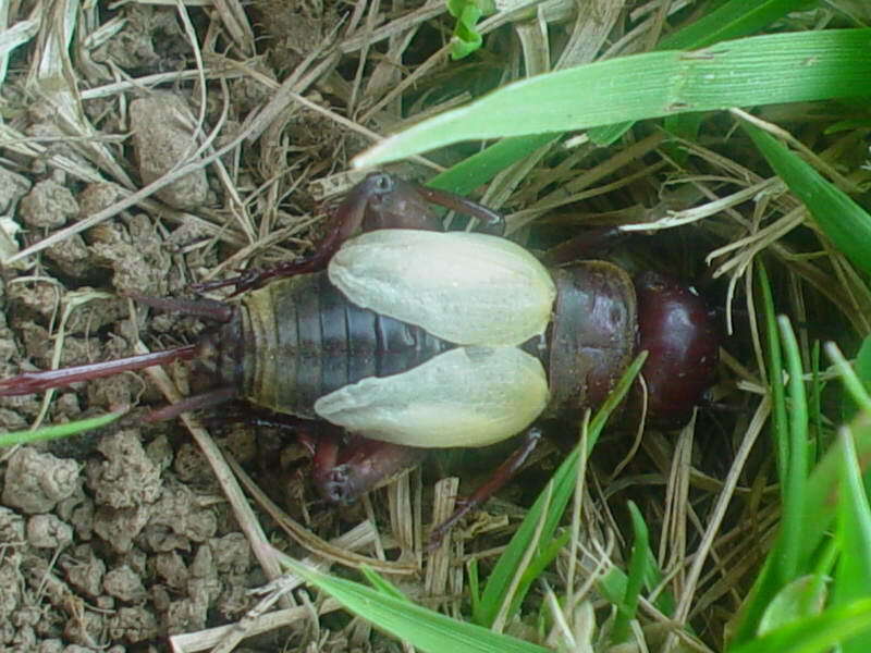 Image of Field cricket