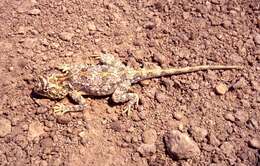 Image of Etosha Agama