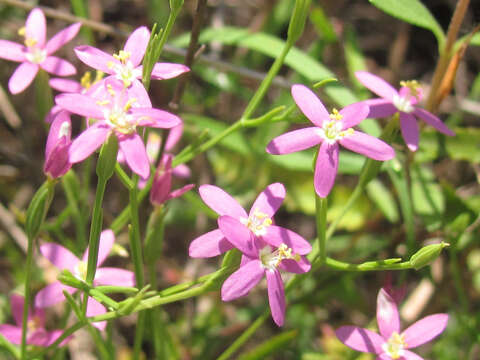 Image of Lady Bird's centaury