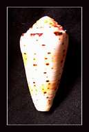 Image of Conus aurisiacus Linnaeus 1758