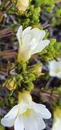 Image of Euphrasia townsonii Petrie