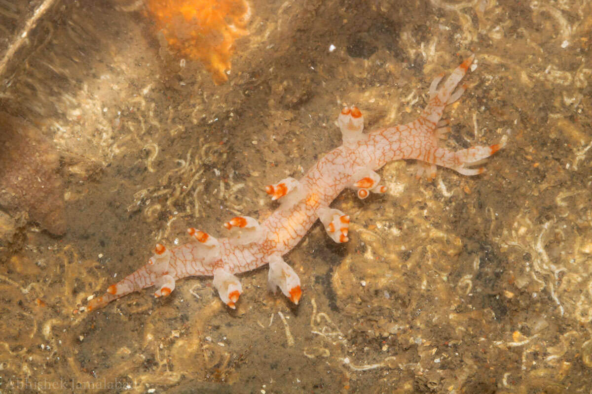 Image of Bornella stellifera (A. Adams & Reeve)