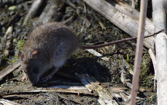 Image of Marsh Oryzomys