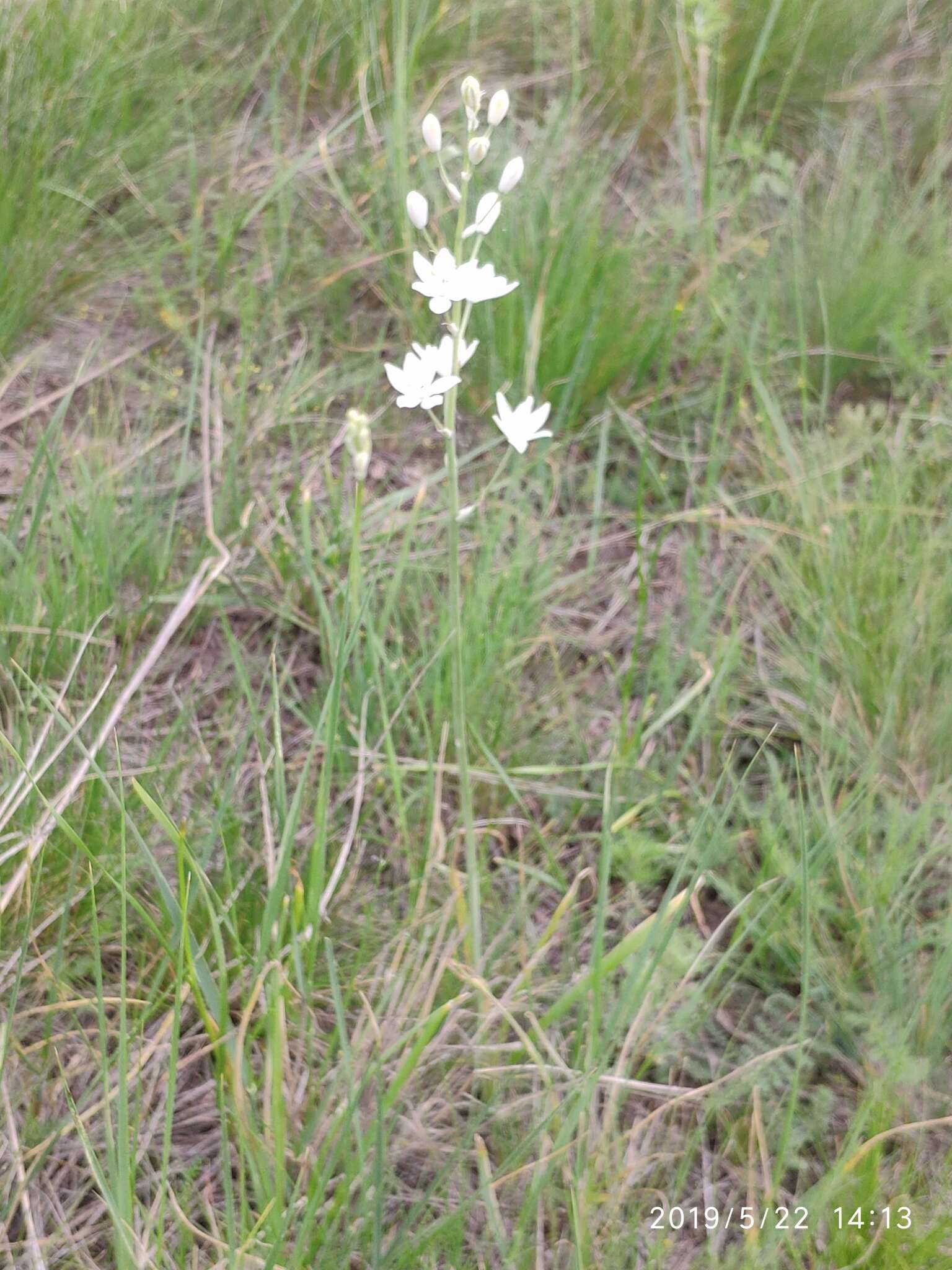 Image of Ornithogalum fischerianum Krasch.