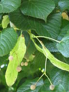 Image of Large-leaved Lime