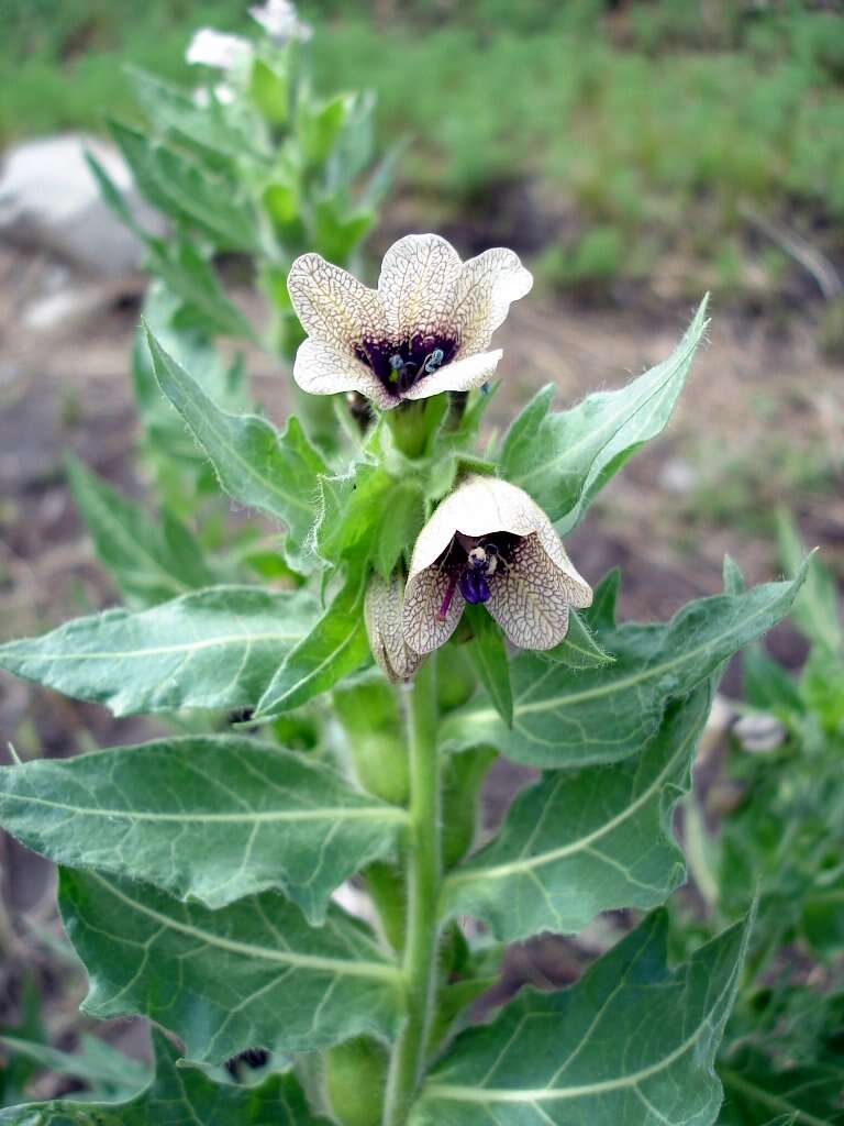 Image of black henbane