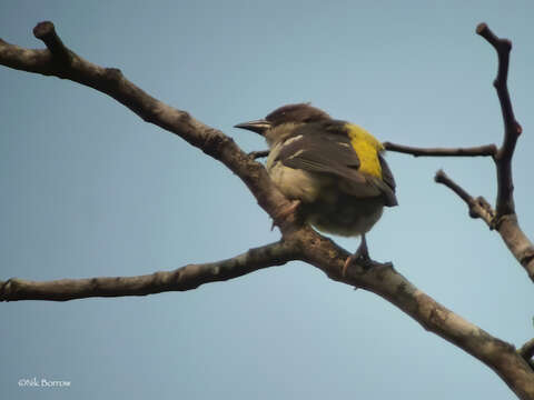 Image of Bar-winged Weaver