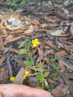 Image of Goodenia heterophylla subsp. eglandulosa R. Carolin