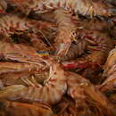 Image of brown tiger prawn