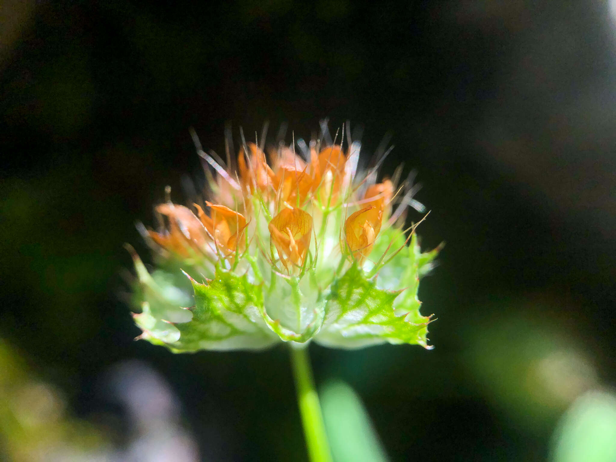 Image of cup clover