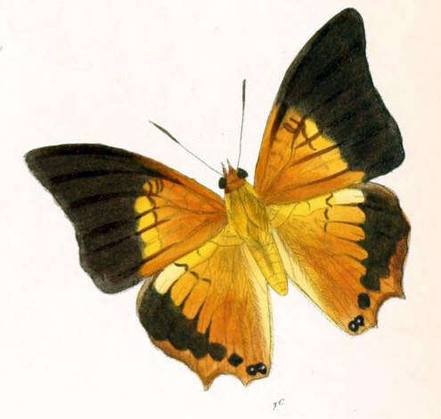 Imagem de Charaxes bernardus Fabricius 1793