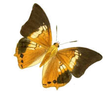 Imagem de Charaxes bernardus Fabricius 1793