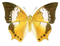 Imagem de Charaxes bernardus Fabricius 1793