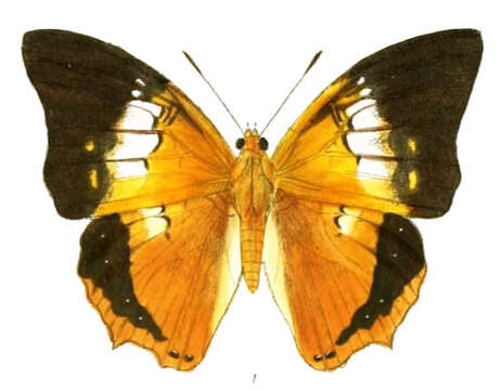 Imagem de Charaxes bernardus Fabricius 1793