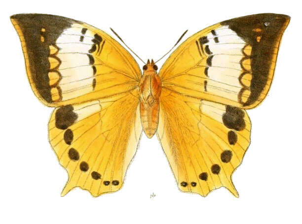 Imagem de Charaxes bernardus Fabricius 1793