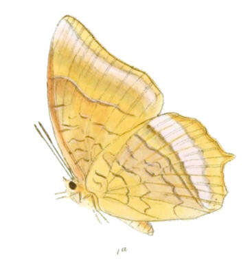 Imagem de Charaxes bernardus Fabricius 1793