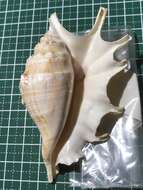 Image of spider conch