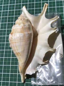 Image of spider conch