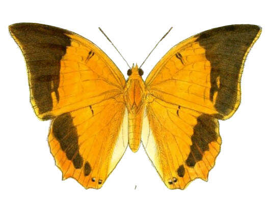 Imagem de Charaxes bernardus Fabricius 1793