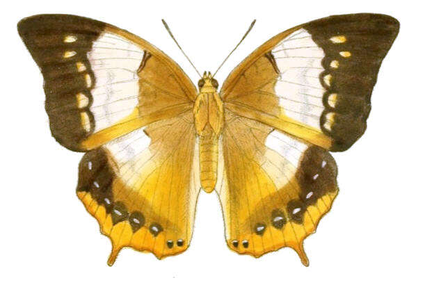 Imagem de Charaxes bernardus Fabricius 1793