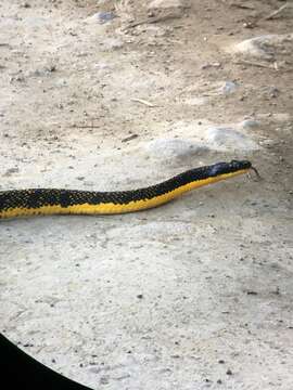 Image of Shropshire's Puffing Snake