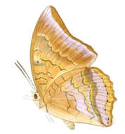 Imagem de Charaxes bernardus Fabricius 1793