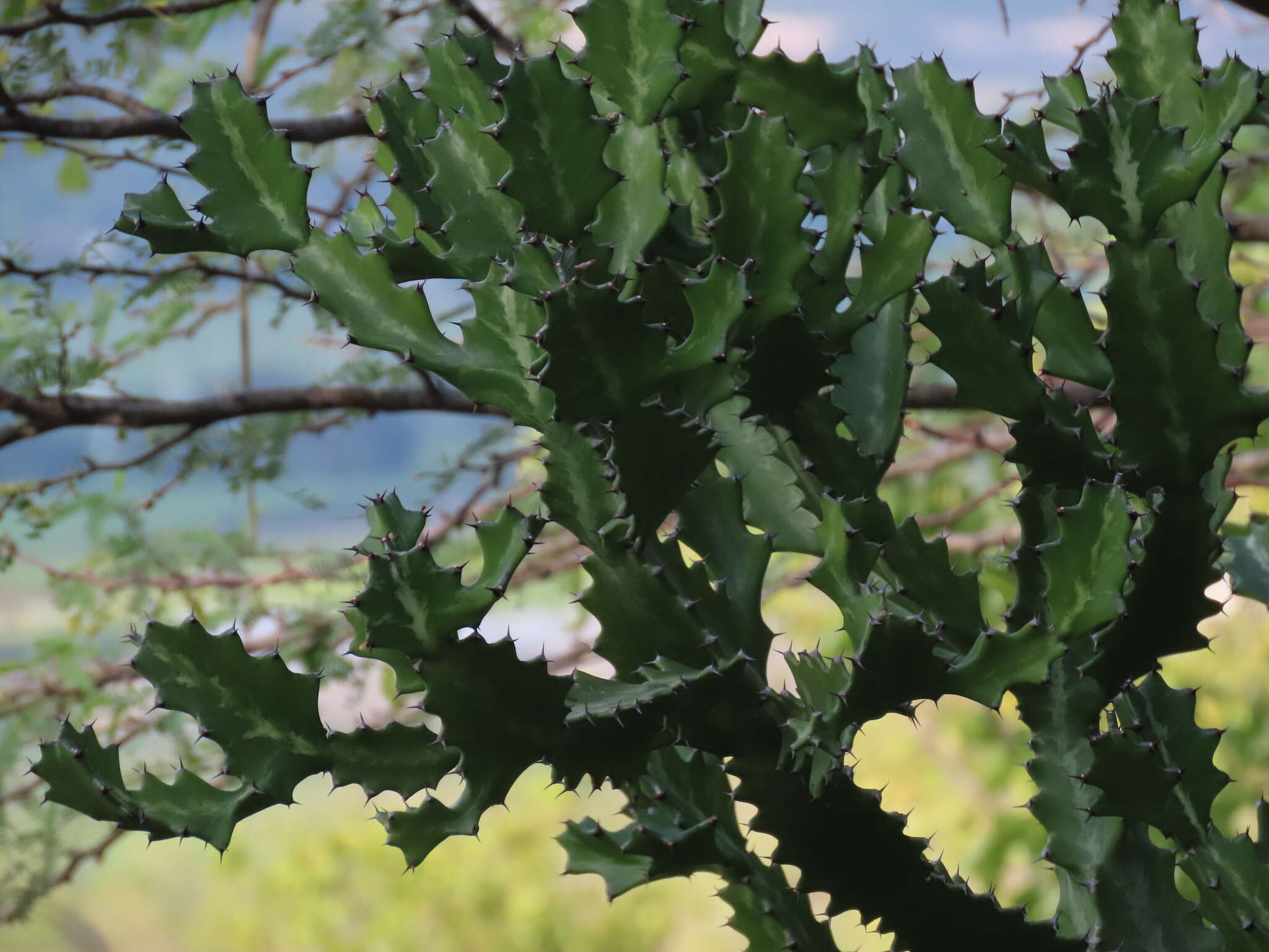 Euphorbia lactea Haw. resmi