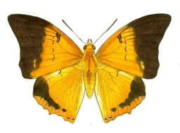 Imagem de Charaxes bernardus Fabricius 1793