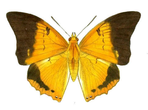 Imagem de Charaxes bernardus Fabricius 1793