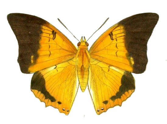 Imagem de Charaxes bernardus Fabricius 1793