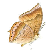 Imagem de Charaxes bernardus Fabricius 1793