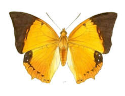 Imagem de Charaxes bernardus Fabricius 1793