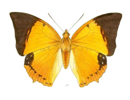 Imagem de Charaxes bernardus Fabricius 1793