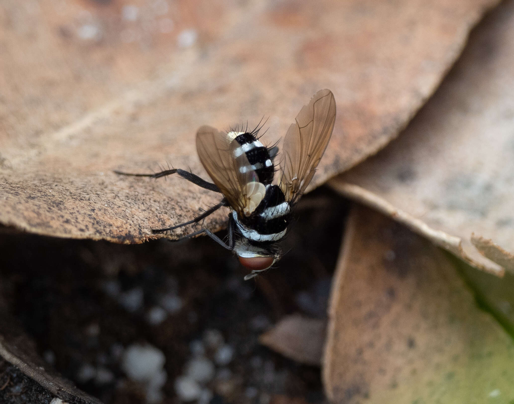 Image of Trigonospila cingulata (Macquart 1851)