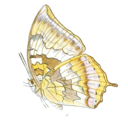 Image of Charaxes bernardus Fabricius 1793